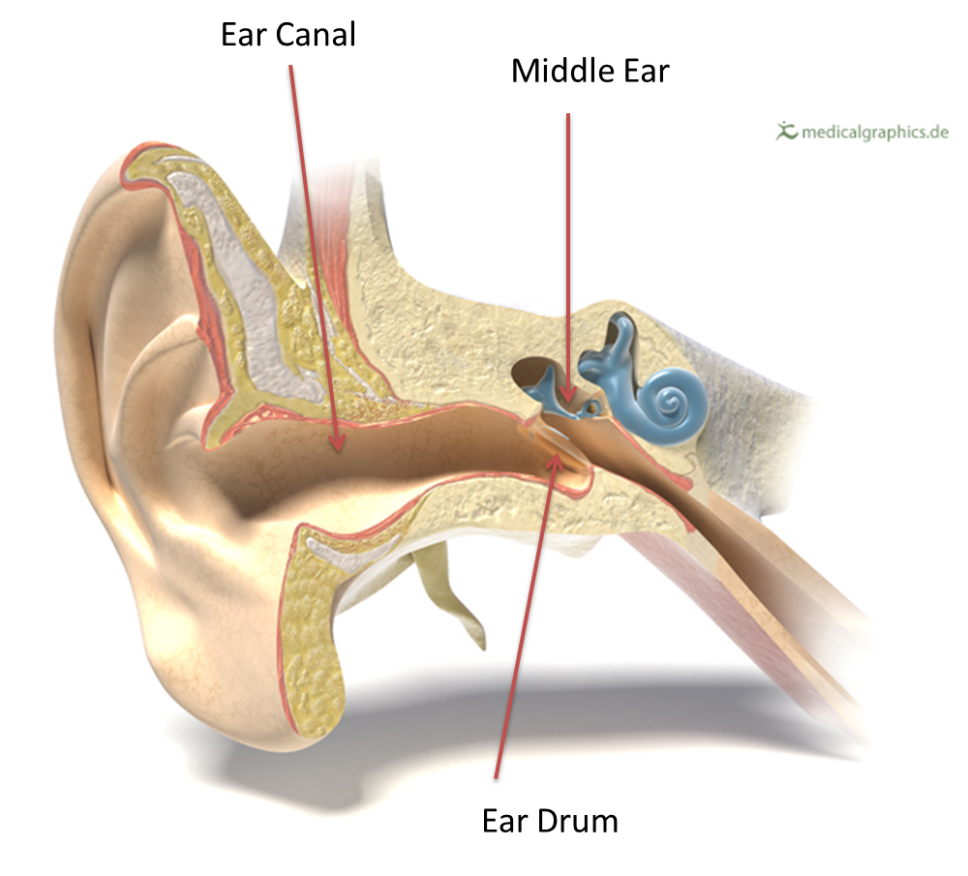 Внутреннее ухо человека расположено в кости. Барабанная перепонка отит. Туботимпанальный Гнойный отит. Строение уха и средний отит.